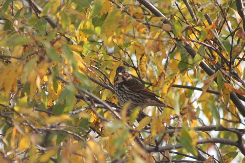 Fox Sparrow