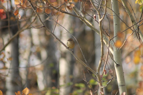 Palm Warbler
