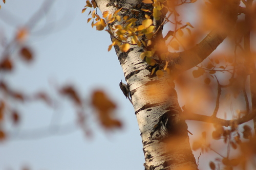 Brown Creeper