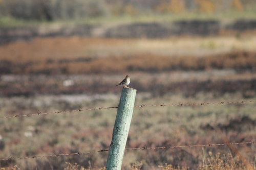 Savannah Sparrow