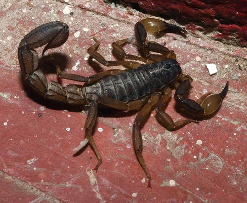 Mesomexovis occidentalis