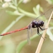 Brown-and-red Skimmer - Photo (c) Jay Keller, all rights reserved, uploaded by Jay Keller