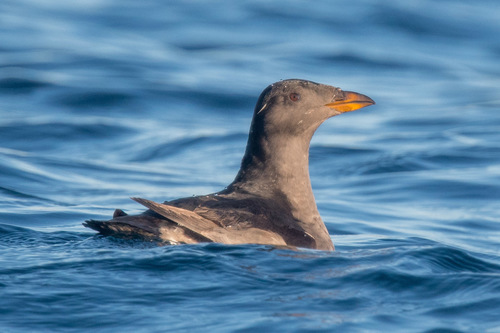 Rhinoceros Auklet