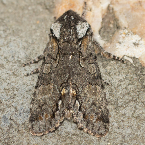 Psaphida electilis Morrison, 1875