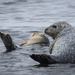 Atlantic Harbor Seal - Photo (c) rangelillo, all rights reserved, uploaded by rangelillo