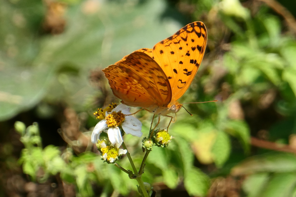 Common Leopard from 香港屯門 on December 14, 2021 at 11:23 AM by K W Liu ...