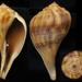 Pear Whelk - Photo (c) marlo, all rights reserved, uploaded by marlo