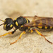Sand Tailed Digger Wasp - Photo (c) Henk Wallays, all rights reserved, uploaded by Henk Wallays