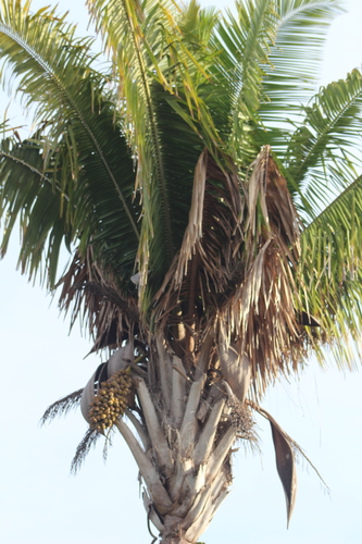 Attalea guacuyule