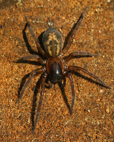 Amaurobius fenestralis Group