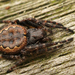 Walnut Orbweaver - Photo (c) Henk Wallays, all rights reserved