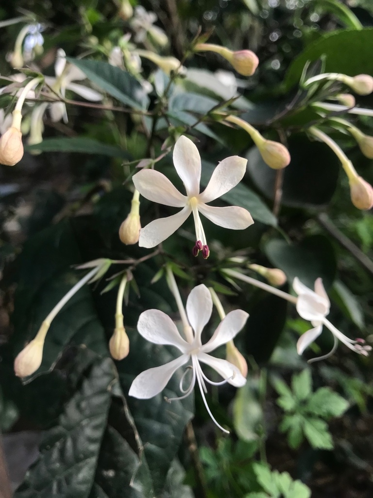 Clerodendrum disparifolium (Clerodendrum disparifolium)