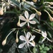 Clerodendrum disparifolium - Photo (c) Kasorn Klankhunthod, all rights reserved, uploaded by Kasorn Klankhunthod