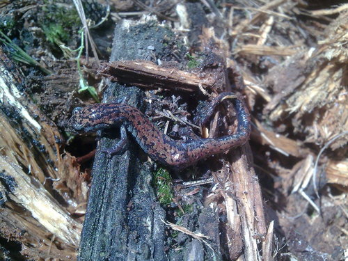 Leprous False Brook Salamander