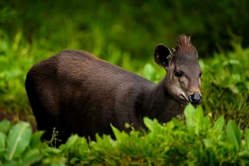 Abbott's Duiker (Cephalophus spadix) — Endangered Mammalia