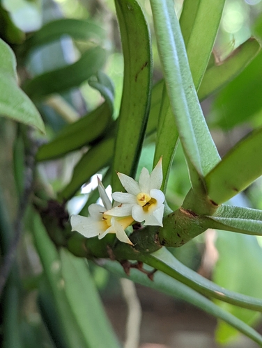 Calyptrochilum christyanum