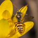 Spotted Nomad Bee - Photo (c) Tyler Christensen, all rights reserved, uploaded by Tyler Christensen