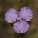 Murdannia striatipetala - Photo (c) Nuwan Chathuranga, all rights reserved, uploaded by Nuwan Chathuranga