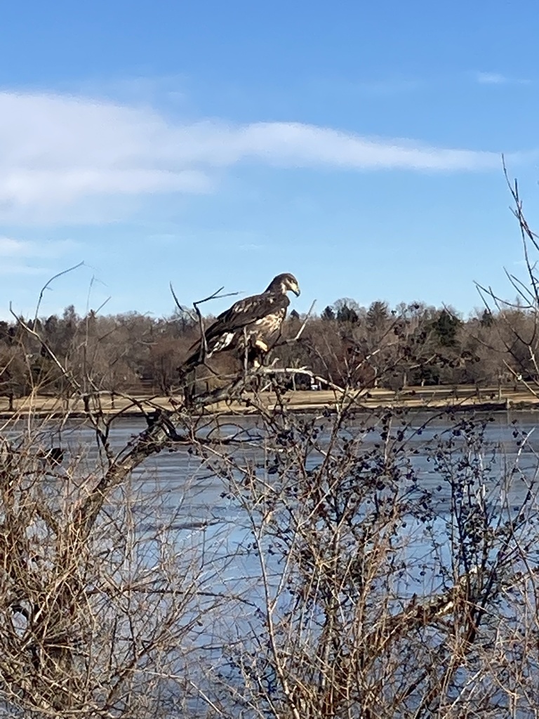 Bald Eagle from Quitman St, Denver, CO, US on December 19, 2021 at 09