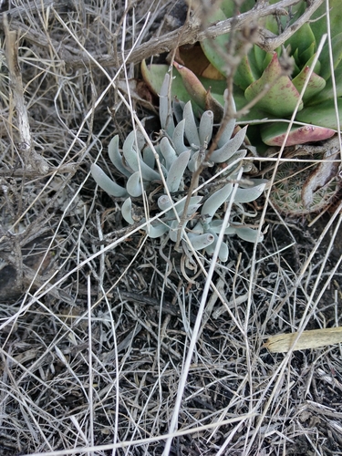Orcutt's Live-for-ever foliage