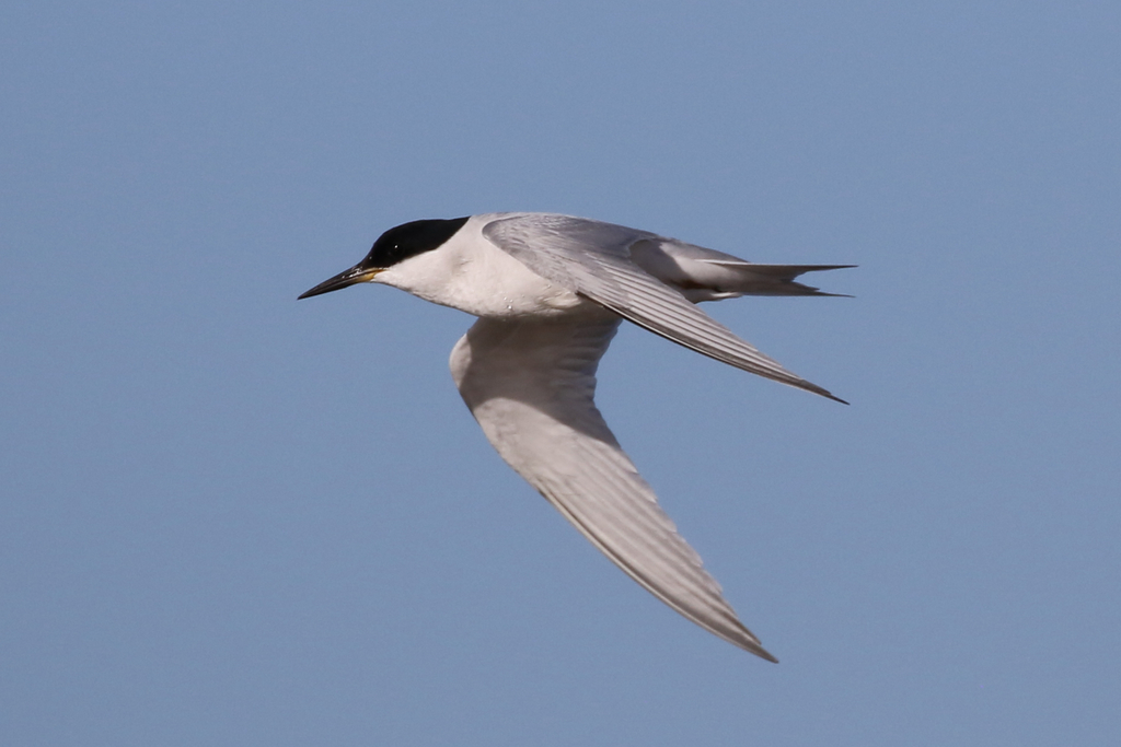 Damara Tern photo