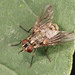 Stable Fly - Photo (c) Michael H. King, all rights reserved