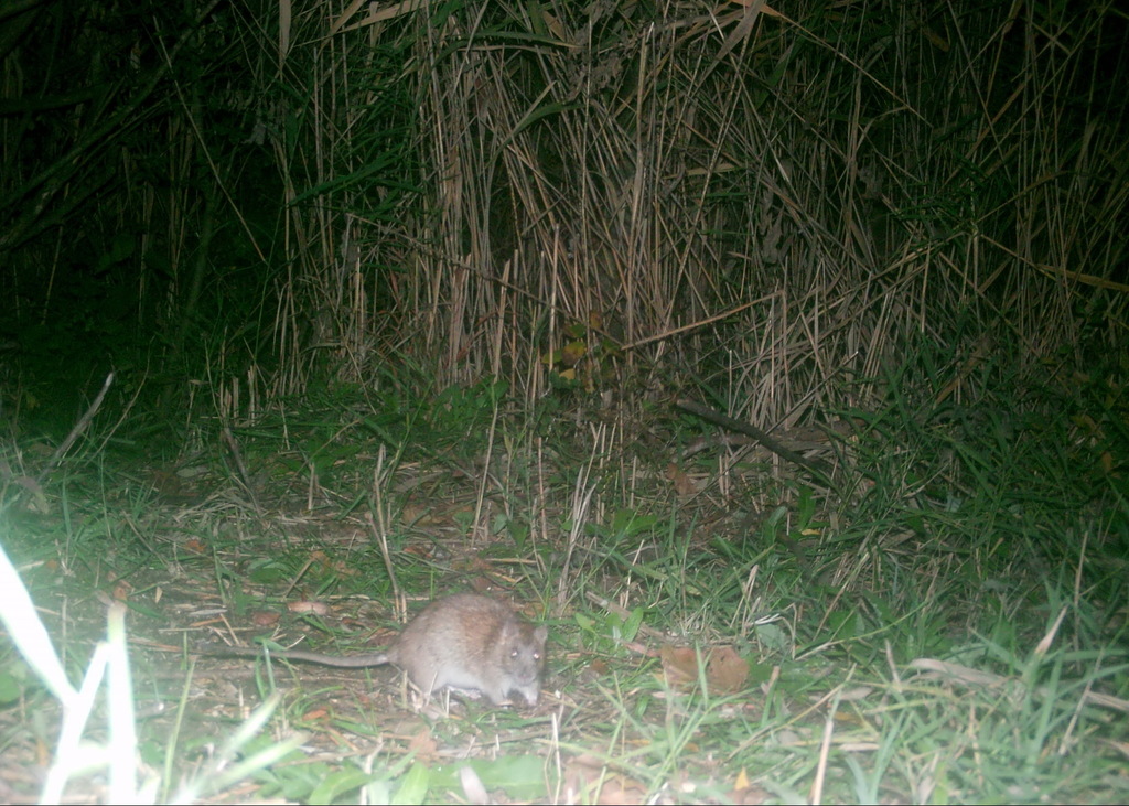 Brown Rat from Vanatori, Romania on November 10, 2020 at 12:30 PM by ...