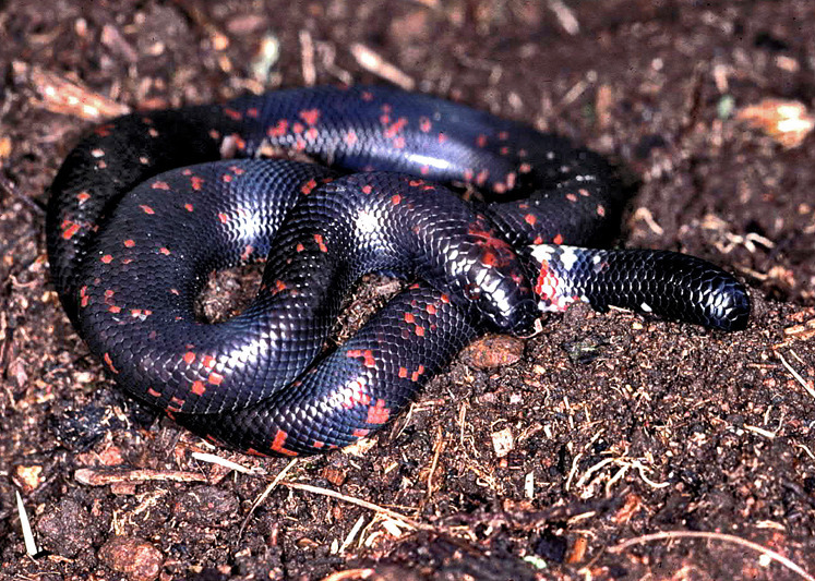 African Burrowing Python from Muyuka, Cameroon on March 30, 1991 by ...