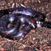 African Burrowing Python - Photo (c) Paul Freed, all rights reserved, uploaded by Paul Freed