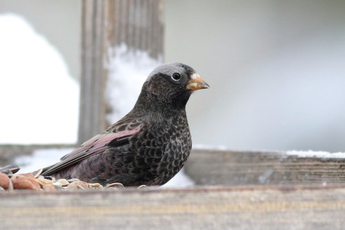 Black Rosy-Finch
