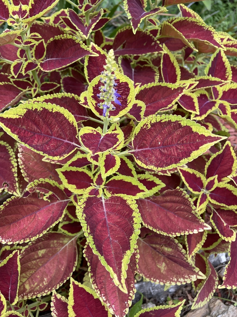 Plectranthus scutellarioides