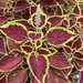 Coleus - Photo (c) aslincey, all rights reserved