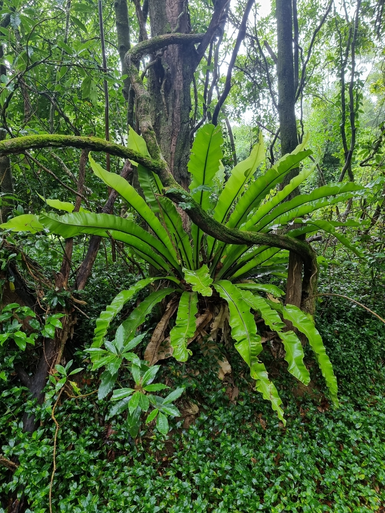 dracaena red Dracaena/Madagascar Dragon Tree Red main image 1