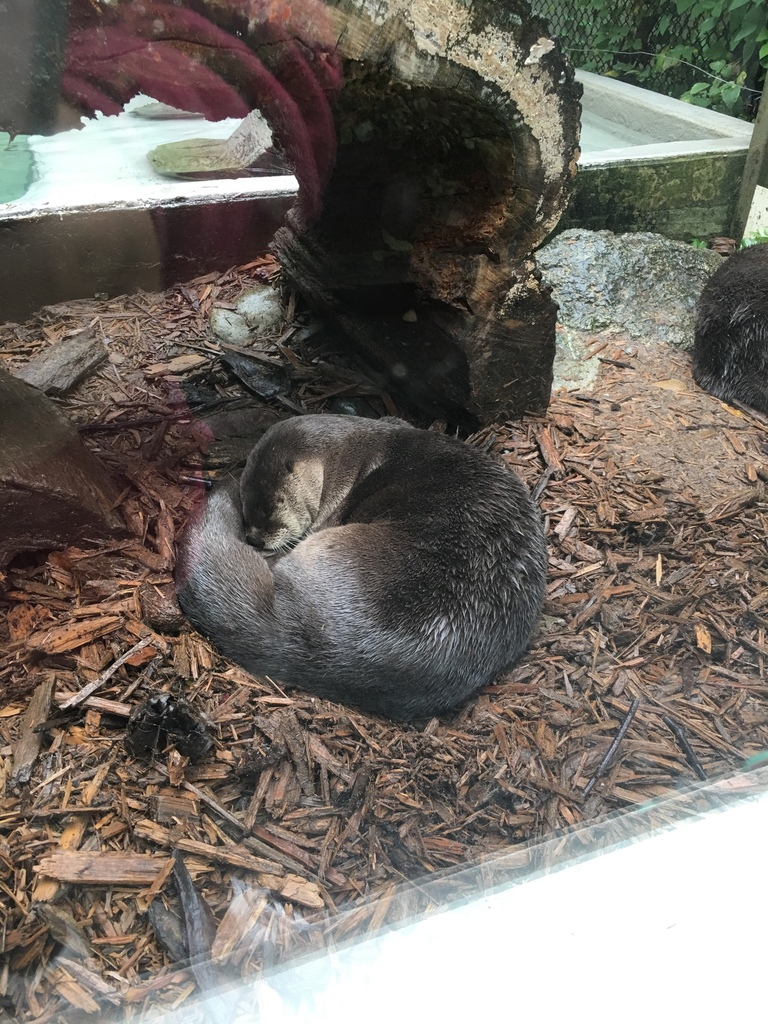 North American River Otter In October 2016 By Jzeman01 INaturalist   Large 