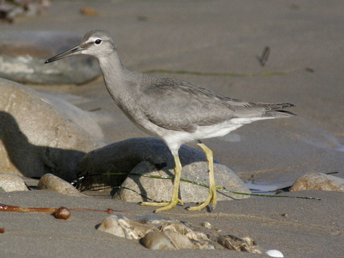 Wandering Tattler