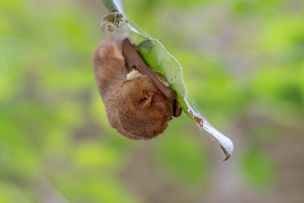 Eastern Red Bat (Lasiurus borealis)