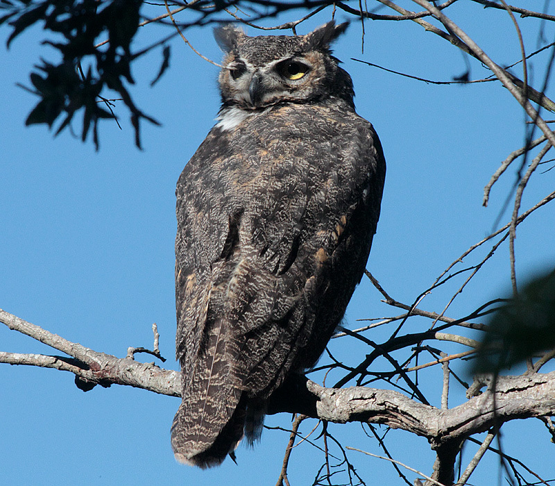 Great Horned Owl (More Mesa Bird Guide) · iNaturalist