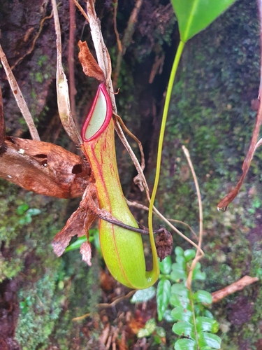 小花猪笼草