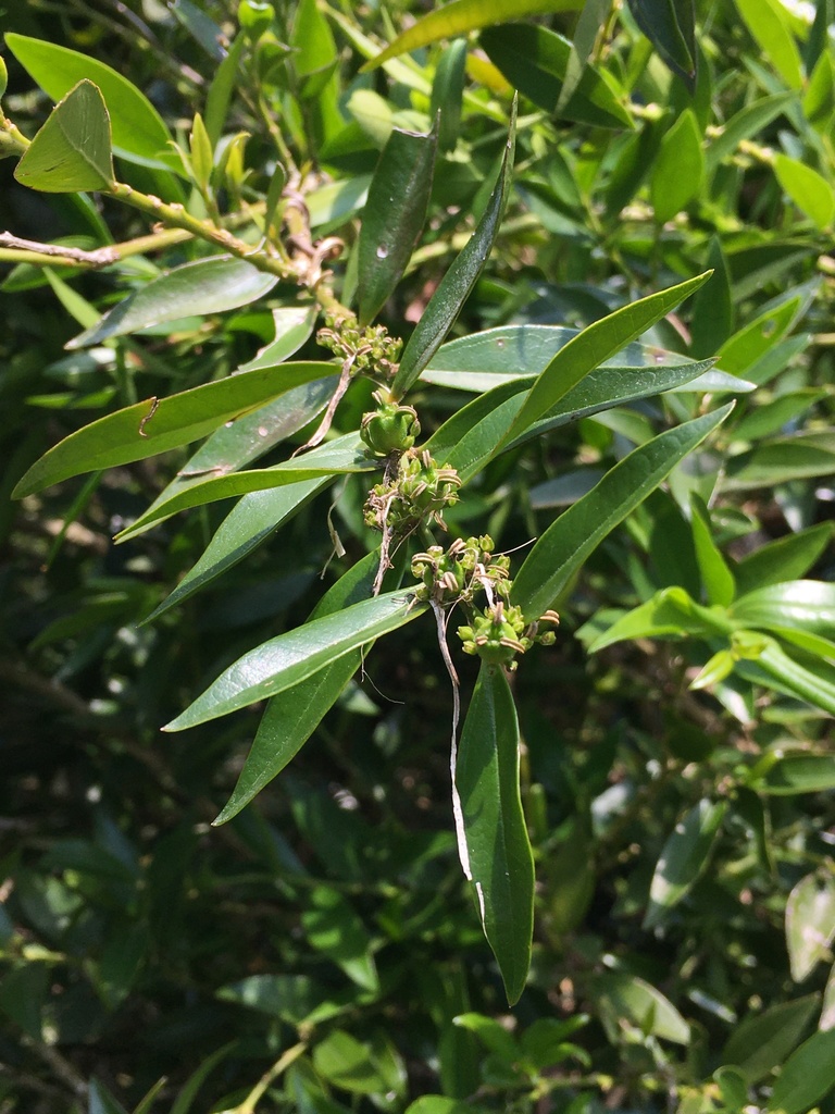 Boxwood