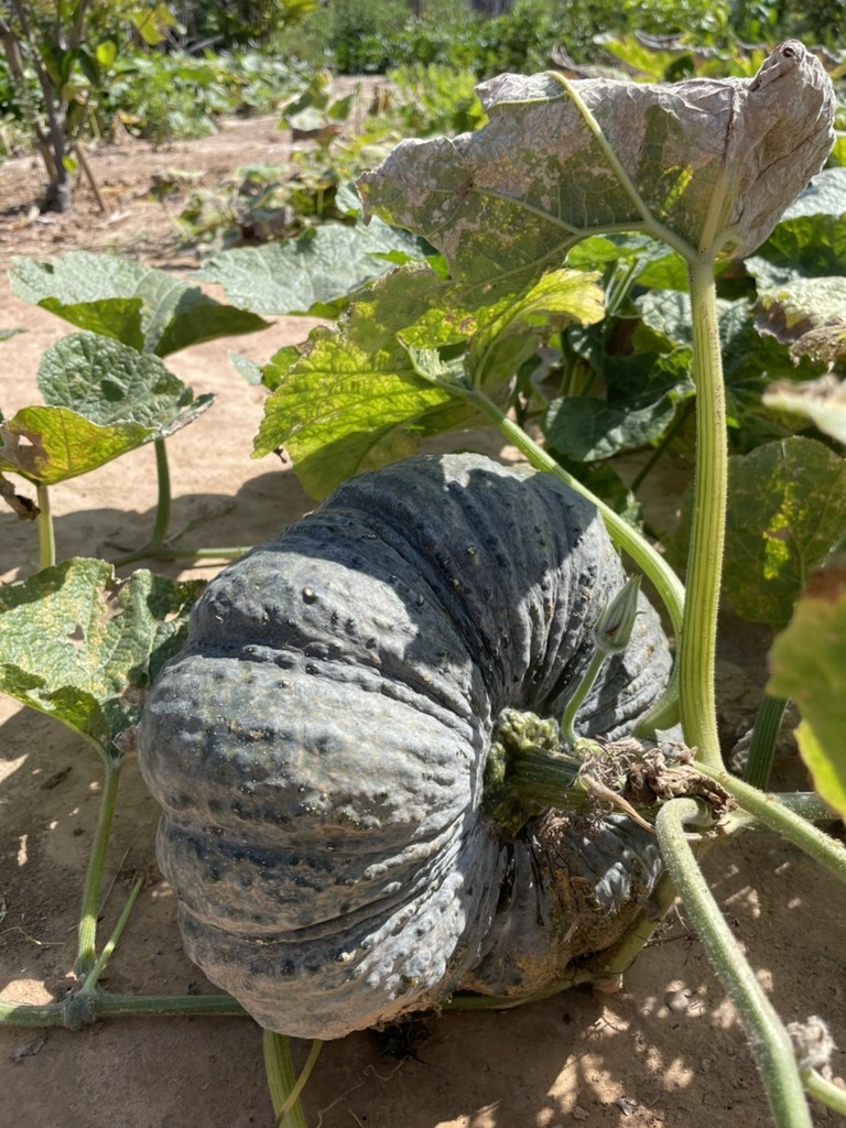 Butternut Squash From   Large 