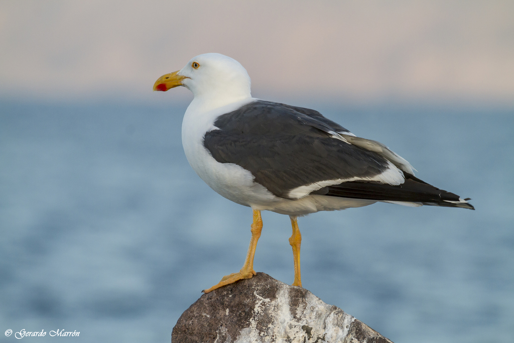 Yellow-footed Gull (Larus livens) photo