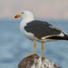 Yellow-footed Gull - Photo (c) Gerardo Marrón, all rights reserved