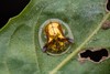 Furcated Tortoise Beetle - Photo (c) Artur Tomaszek, all rights reserved, uploaded by Artur Tomaszek