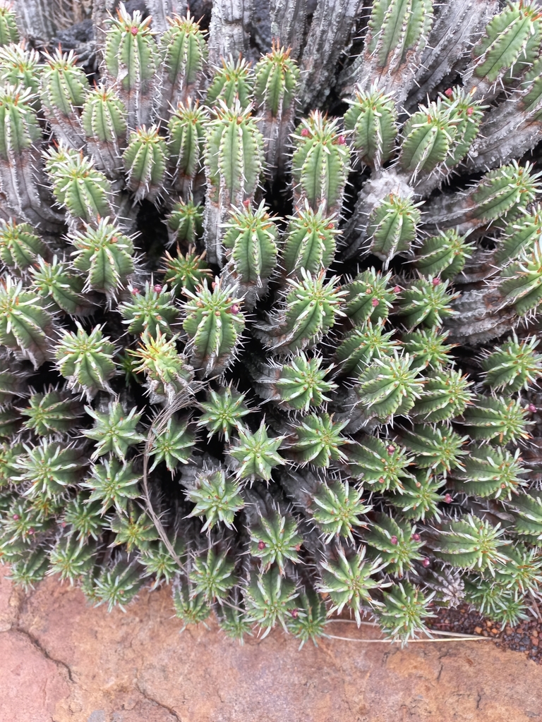 Pincushion Barrelwort from Bivane Dam on December 31, 2021 at 04:01 PM ...