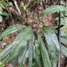 Anthurium sellowianum - Photo (c) Andres Lopes Pelissari, todos los derechos reservados, subido por Andres Lopes Pelissari