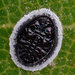 Stanford's Whitefly - Photo (c) Timothy Boomer, all rights reserved, uploaded by Timothy Boomer