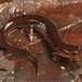 Salamandra Oscura Sureña - Photo (c) Jake Scott, todos los derechos reservados, subido por Jake Scott