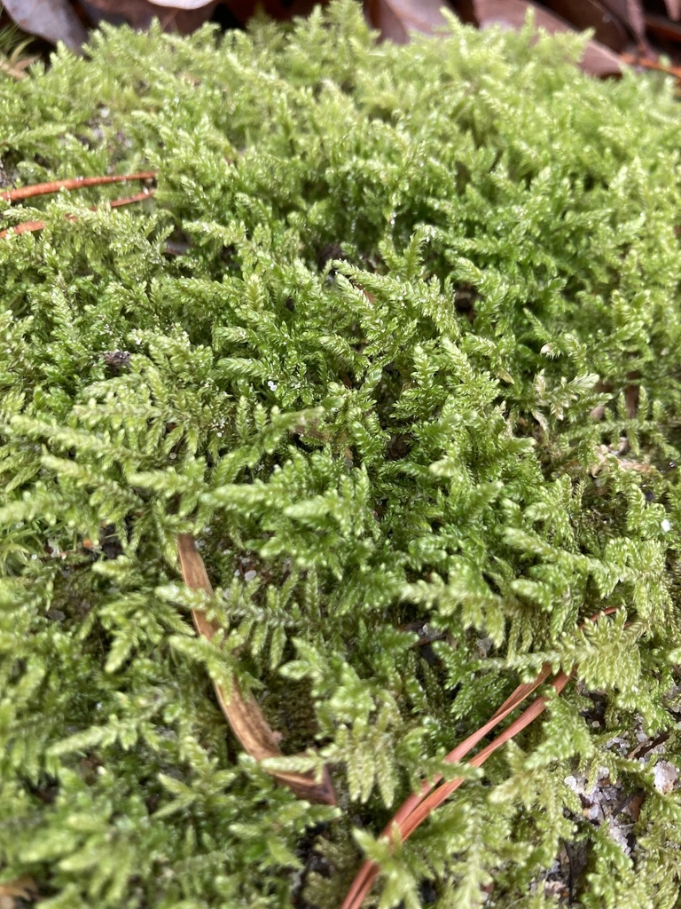 brocade moss from Calvert Cliffs State Park, Lusby, MD, US on December ...