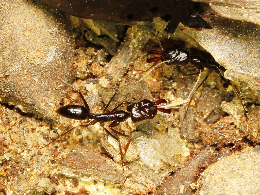 Troglodyte Trap-jaw ant from Amani Nature Reserve, East Usambara ...