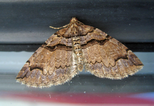 Variable Carpet Moth